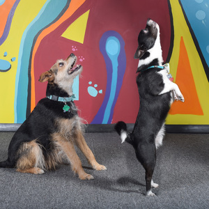 Fundraising Page: Lindsay Volkman